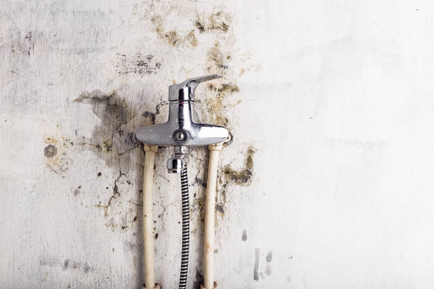 Mold Removal Process in Brackenridge, PA
