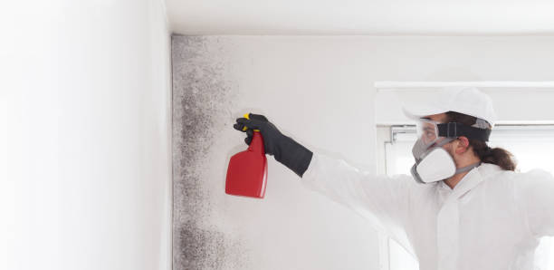 Best Local Mold Removal Service  in Brackenridge, PA