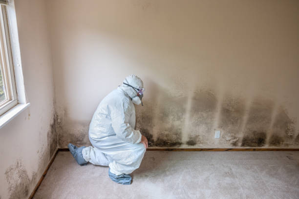 Best Emergency Mold Removal  in Brackenridge, PA