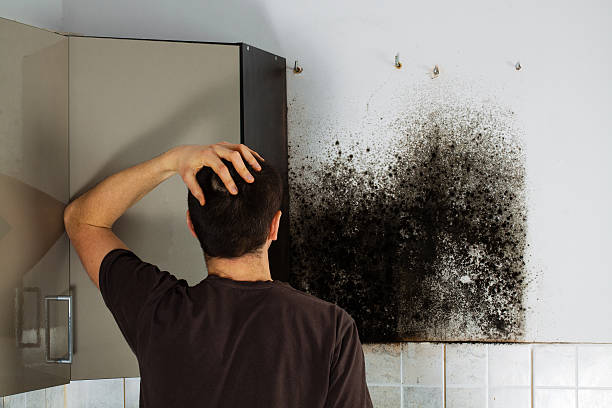 Best Mold Damage Repair  in Brackenridge, PA